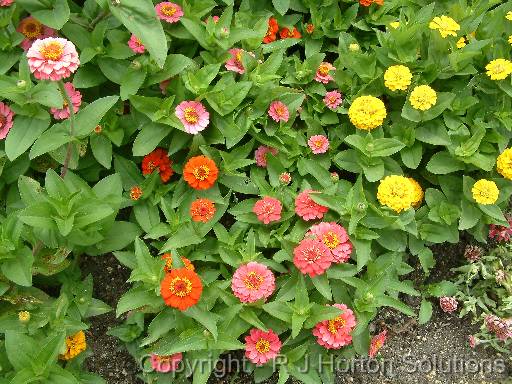 Zinnias Mixed 